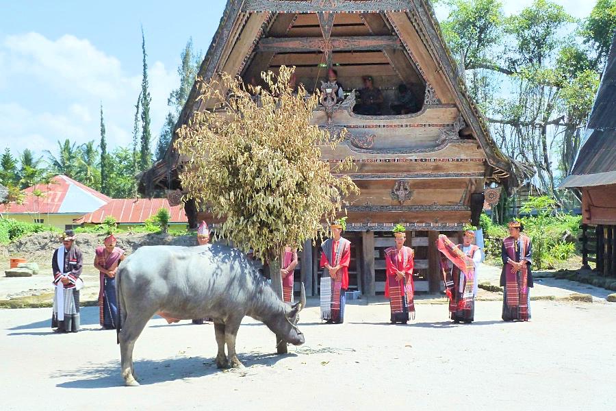 トバ湖サモシール島 シマニンドのバッ舞踏の牛の露払いの写真@インドネシア観光