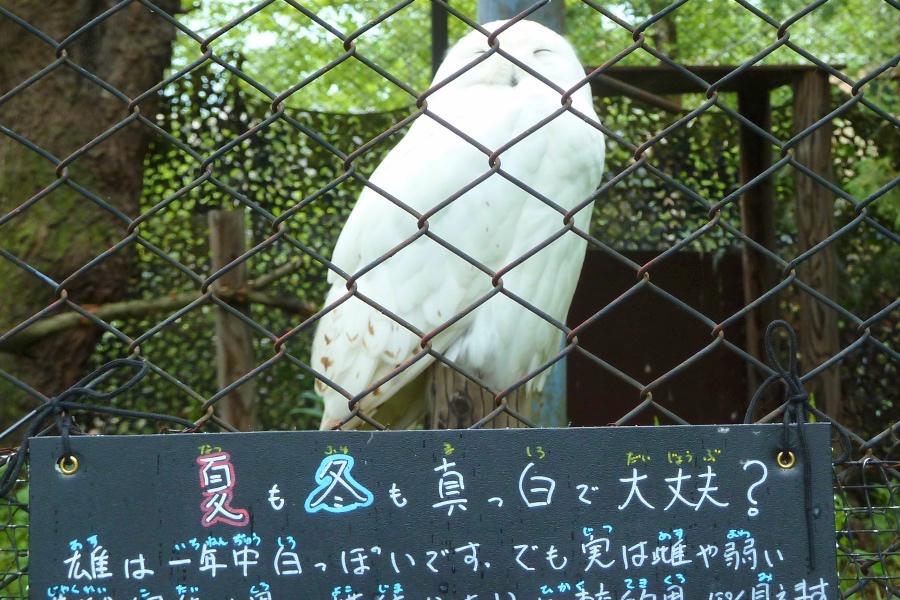 旭川市の旭山動物園のシロフクロウ写真@北海道観光