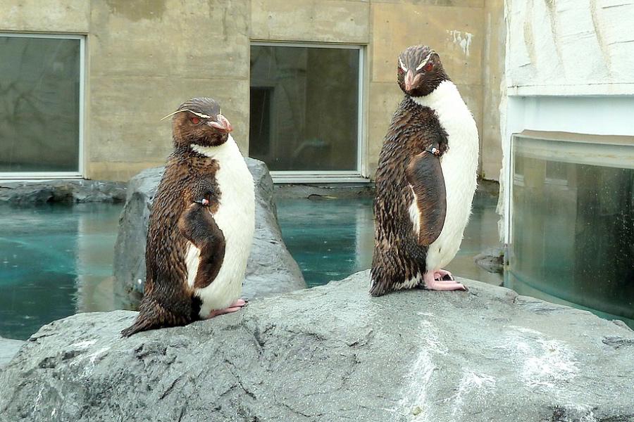 旭川市の旭山動物園のペンギン写真@日本観光北海道