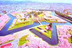 北海道の函館の五稜郭の桜