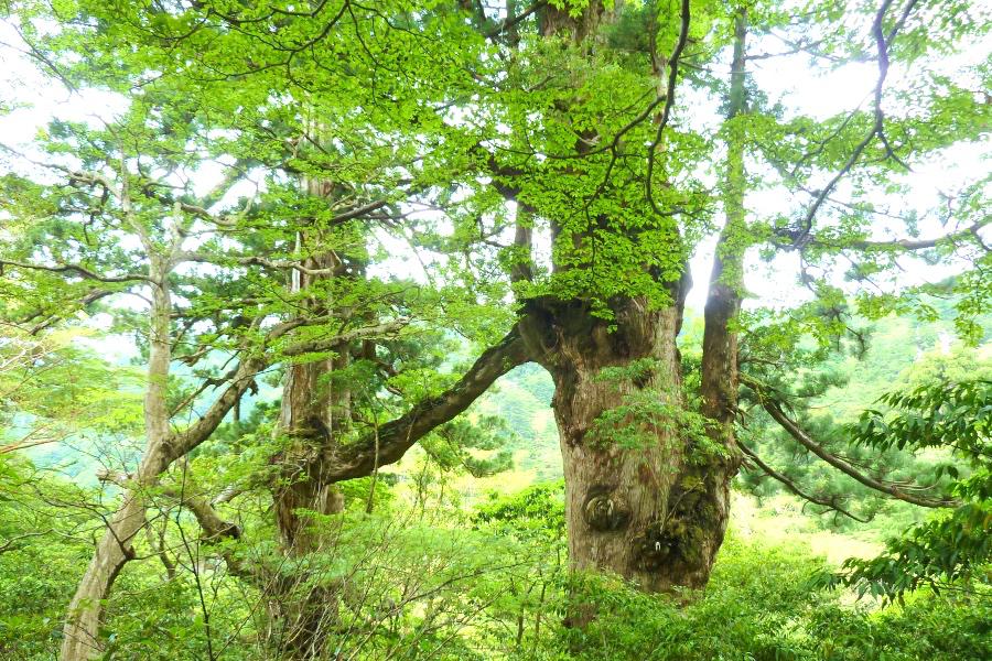 世界遺産 屋久島の縄文杉トレッキングの夫婦杉の写真