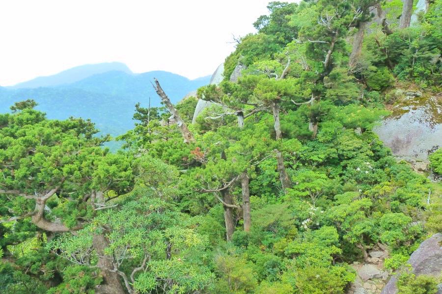 世界遺産 屋久島ヤクスギランド太忠岳からの眺め写真