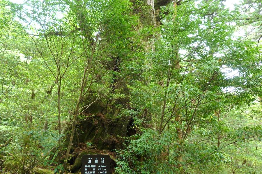 世界遺産 屋久島ヤクスギランドの三根杉の写真