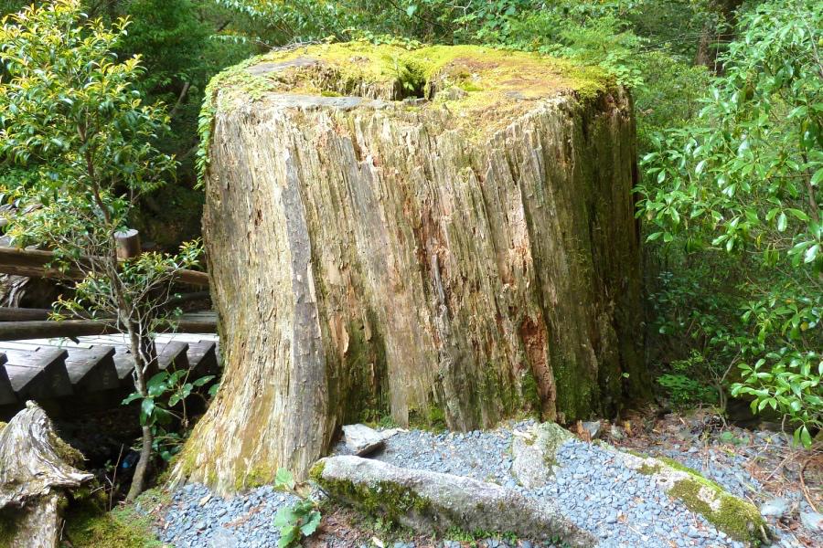世界遺産 屋久島 モミ伐根の写真