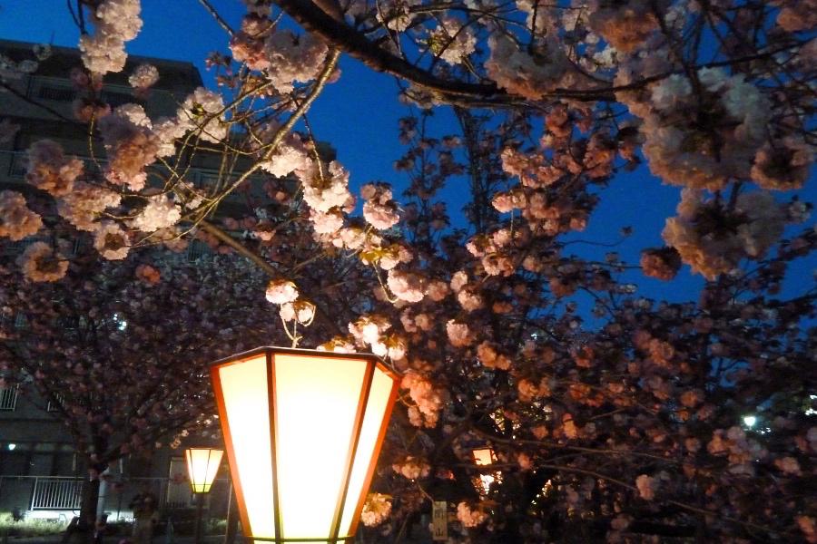 大阪造幣局の桜の通り抜けライトアップ写真@大阪観光