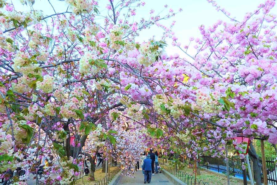 大阪造幣局の桜の通り抜け写真@大阪観光
