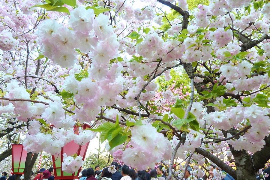 大阪造幣局の桜の通り抜け写真@大阪観光