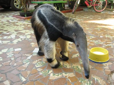 オオアリクイはかわいい 動物型の公衆電話 In コルンバ ブラジル 旅行写真ブログ ゆめぽろearth 夫婦の世界一周旅行記