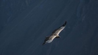 カバナコンデのコルカ渓谷で野生コンドルの飛ぶ姿を間近で観光!ペルー旅行記