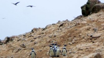 リトルガラパゴス、バジェスタス島!地震!吸血鬼 in ピスコ