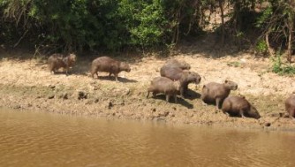 アマゾン野生動物のルレナバケ旅行記!カピバラ,ピンクイルカ,アナコンダやピラニア釣り