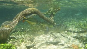 青の洞窟!コンゴウインコ!ハチドリ!トゥカン!大魚 in ボニート(ブラジル)