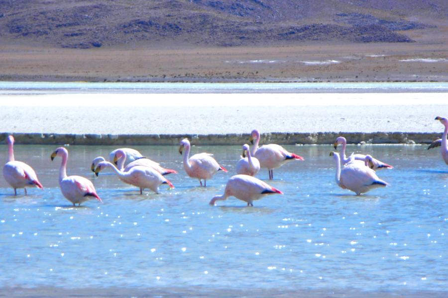 観光エディオンダ湖(Laguna Hedionda)(標高4125m)(観光50分後ランチ40分)の写真