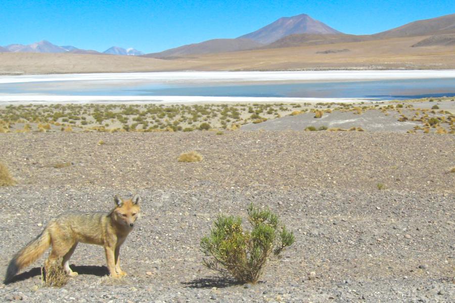 観光エディオンダ湖(Laguna Hedionda)(標高4125m)(観光50分後ランチ40分)の写真