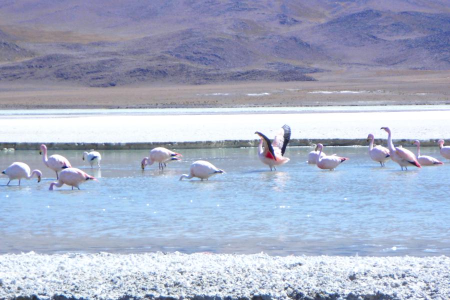 観光エディオンダ湖(Laguna Hedionda)(標高4125m)(観光50分後ランチ40分)の写真