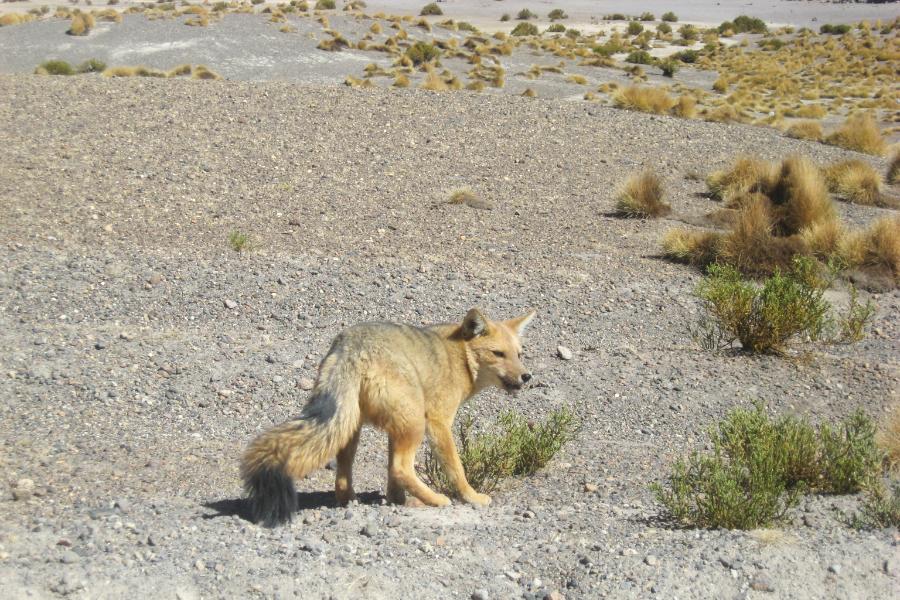 観光エディオンダ湖(Laguna Hedionda)(標高4125m)(観光50分後ランチ40分)の写真