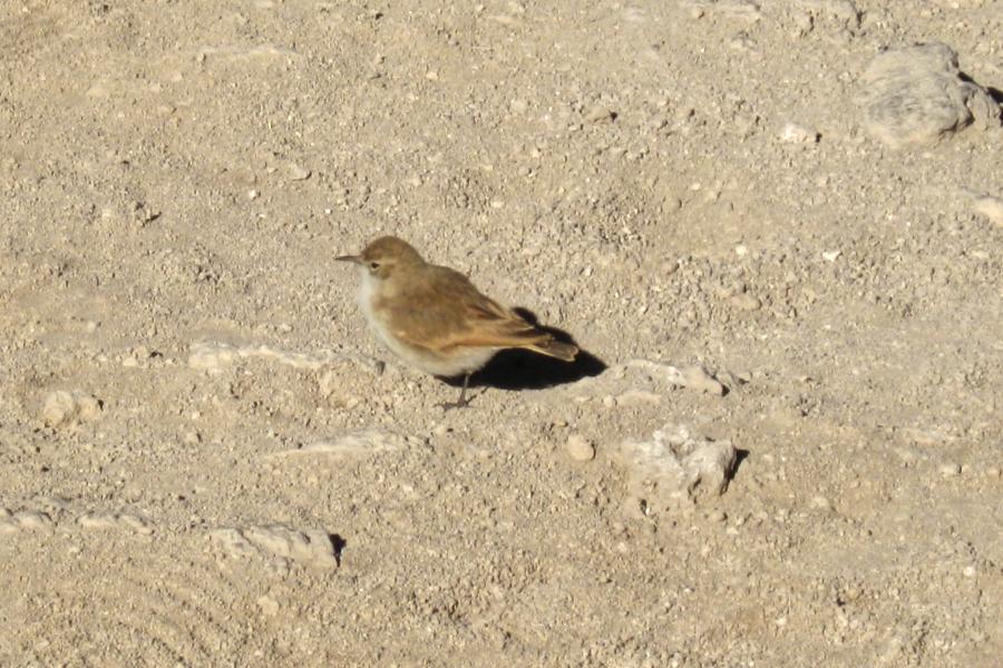観光ベルデ湖(Laguna Verde)(標高4300m)(観光15分)の写真