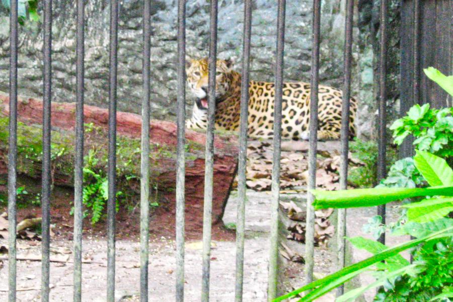 観光ベレンのエミリオ・ゴエルジ・パラー博物館・動植物園(Museu Paraense Emílio Goeldi)の写真