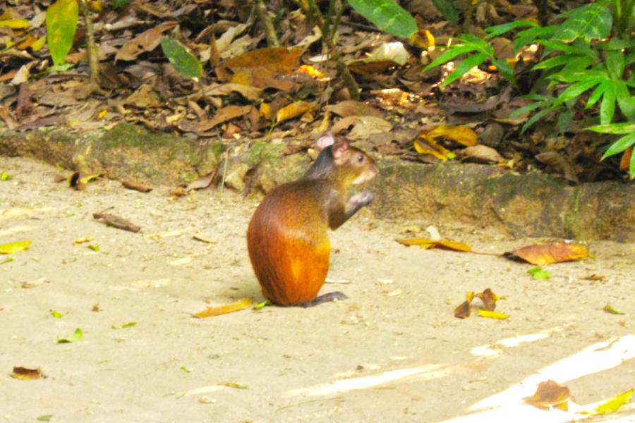 観光ベレンのエミリオ・ゴエルジ・パラー博物館・動植物園(Museu Paraense Emílio Goeldi)の写真
