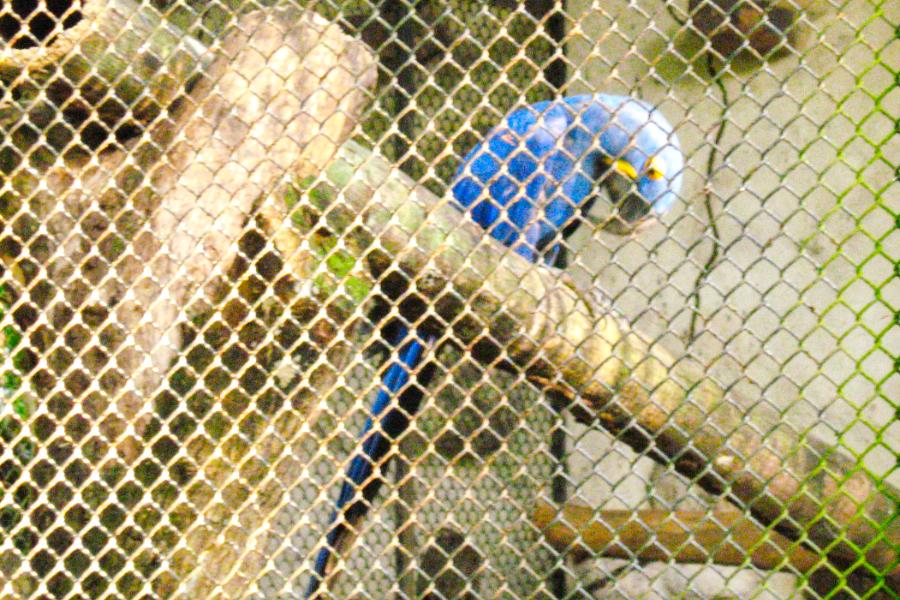 観光ベレンのエミリオ・ゴエルジ・パラー博物館・動植物園(Museu Paraense Emílio Goeldi)の写真