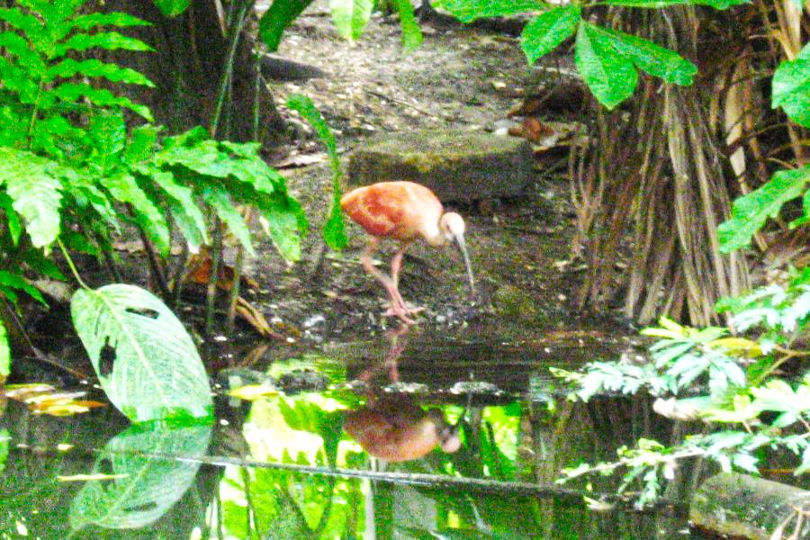 観光ベレンのエミリオ・ゴエルジ・パラー博物館・動植物園(Museu Paraense Emílio Goeldi)の写真