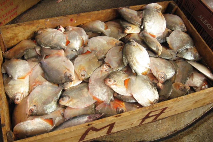 観光遺産候補ブラジル ベレン観光(アマゾン川と魚市場)の写真