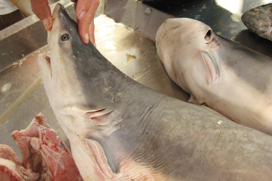 観光遺産候補ブラジル ベレン観光(アマゾン川と魚市場)の写真