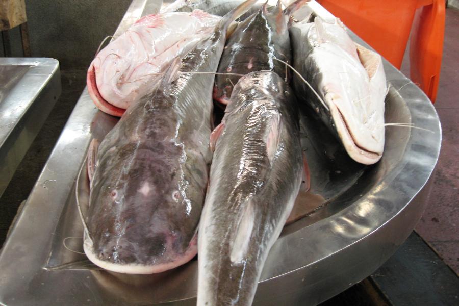 観光遺産候補ブラジル ベレン観光(アマゾン川と魚市場)の写真