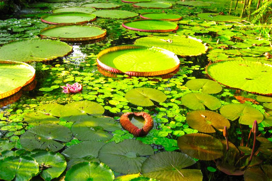 観光ベレンのエミリオ・ゴエルジ・パラー博物館・動植物園(Museu Paraense Emílio Goeldi)の写真