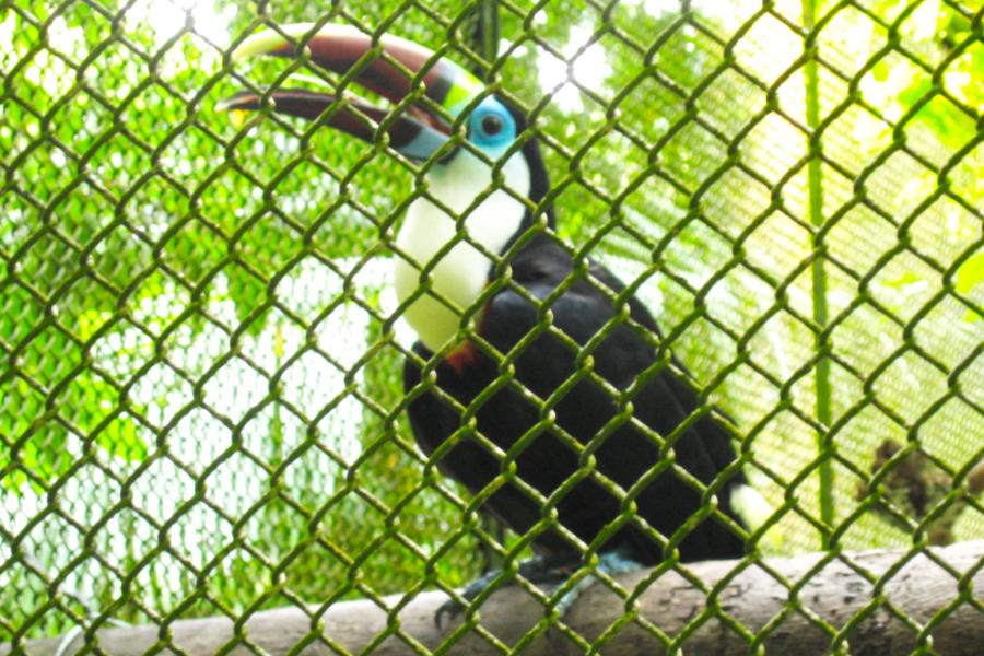 観光ベレンのエミリオ・ゴエルジ・パラー博物館・動植物園(Museu Paraense Emílio Goeldi)の写真