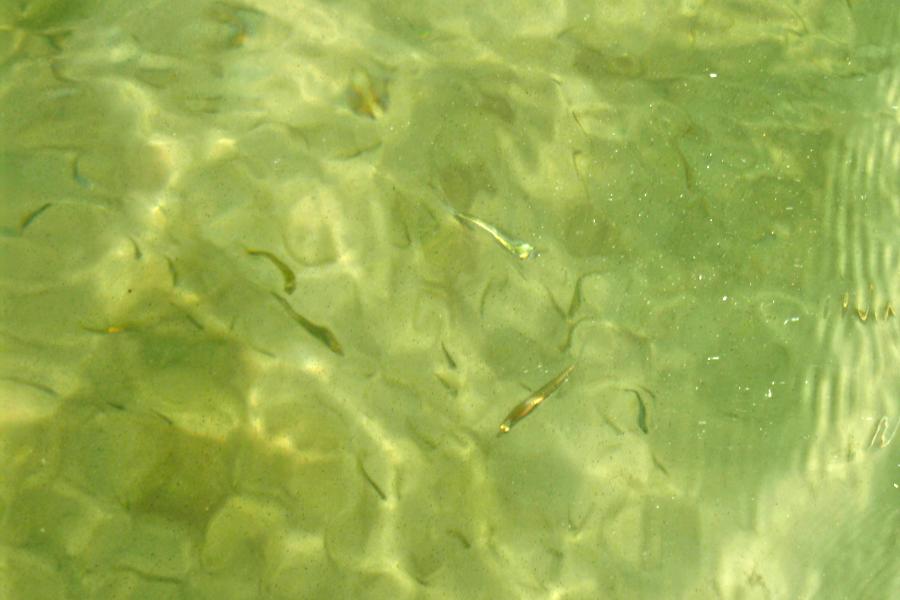 観光世界遺産レンソイス・マラニャンセス国立公園(観光1時間)の写真