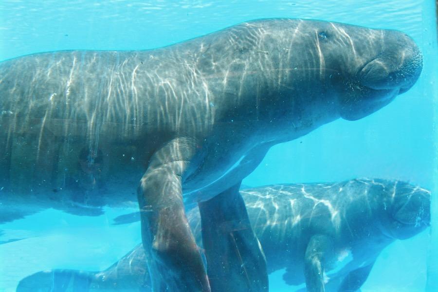 観光マナウスのアマゾン国立調査研究所(INPA)の写真
