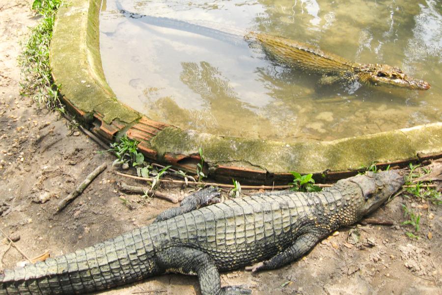 観光マナウスのアマゾン国立調査研究所(INPA)の写真