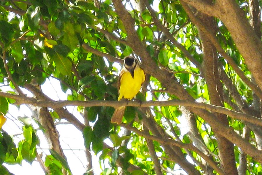 観光ブラジル サンタレン(Santarem)の写真