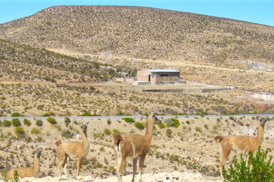 観光ラウカ国立公園のチュンガラ湖(Lago Chungara)(標高4,500m)(観光1時間)の写真