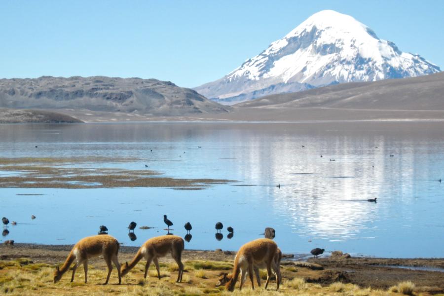 観光ラウカ国立公園のチュンガラ湖(Lago Chungara)(標高4,500m)(観光1時間)の写真