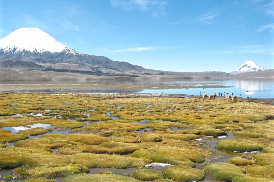 観光ラウカ国立公園のチュンガラ湖(Lago Chungara)(標高4,500m)(観光1時間)の写真
