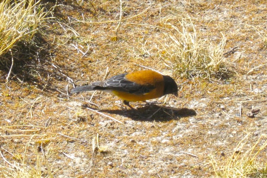 観光ラウカ国立公園のチュンガラ湖(Lago Chungara)(標高4,500m)(観光1時間)の写真