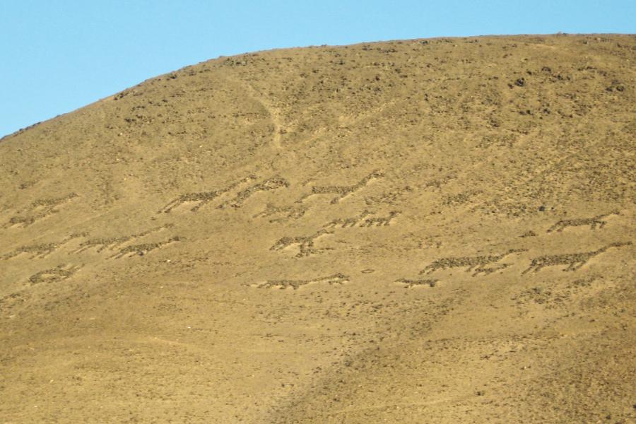 観光アサパ渓谷の地上絵(観光1時間10分)の写真