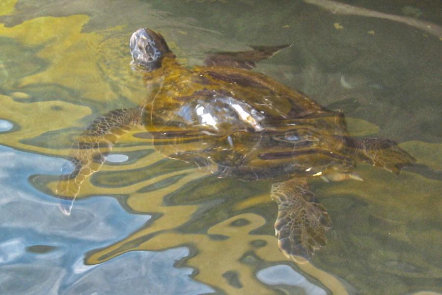 観光ハンガロア海岸でウミガメの写真66