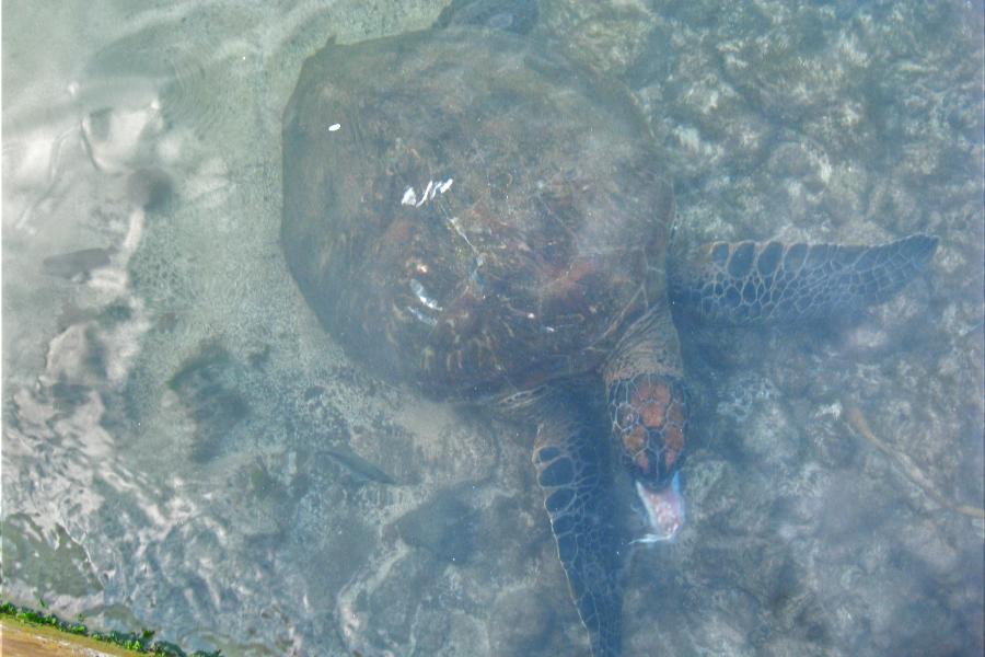 観光ハンガロア海岸でウミガメの写真67