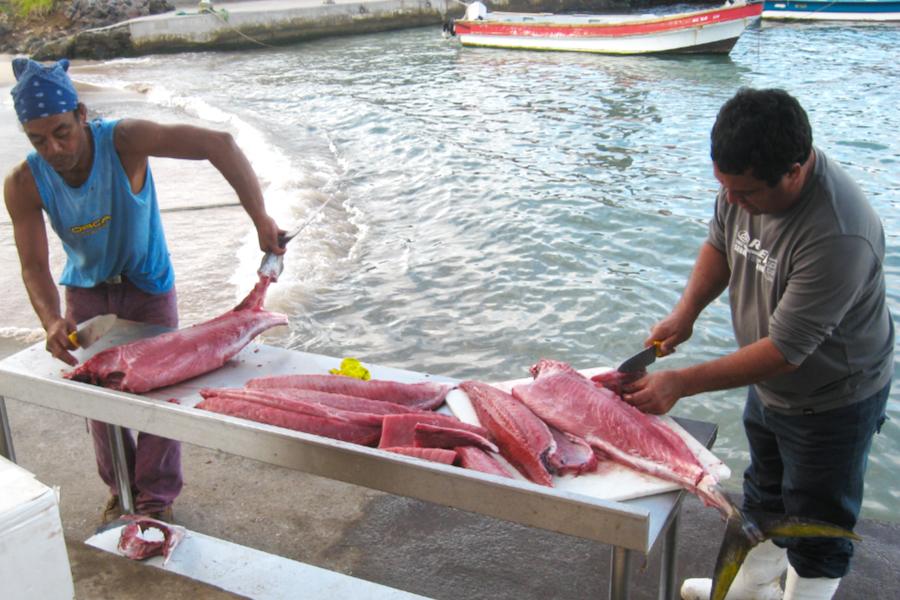 マグロや魚介を堪能の写真68