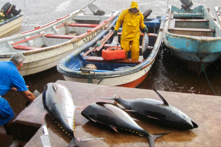 マグロや魚介を堪能の写真69