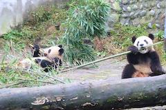 (中国)雅安(ヤーアン)(1泊)(四川省)(写真:雅安碧峰峡ジャイアントパンダ研究基地)の写真
