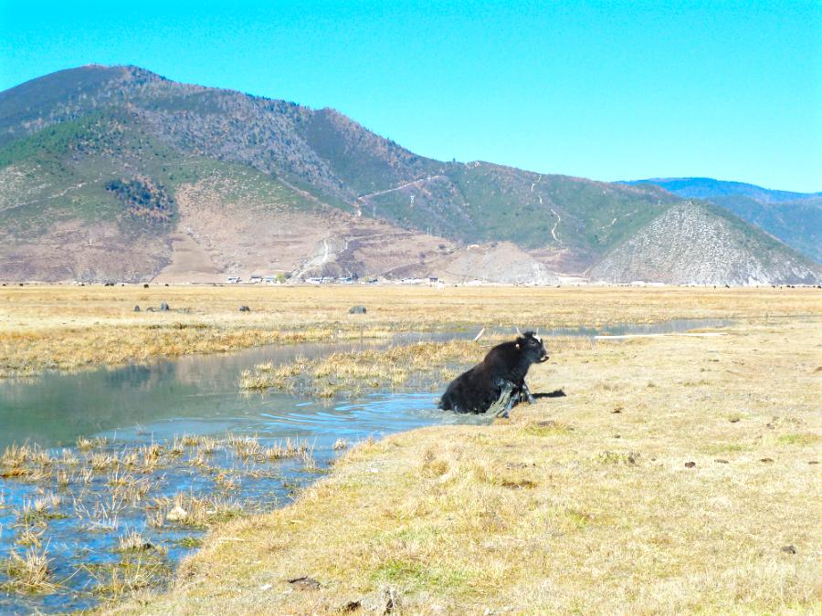 観光香格里拉(シャングリラ)(標高3160m)(観光7時間)の写真