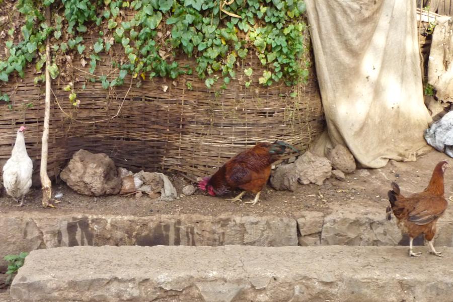 観光遺産候補タナ湖の写真