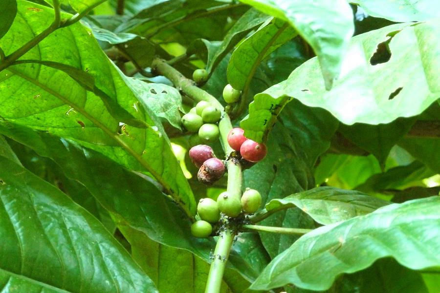 バリ島のコピルアック園のコーヒー豆の写真@インドネシア観光