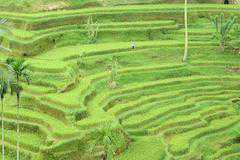 世界遺産 バリ州の文化的景観：トリ・ヒタ・カラナ哲学に基づくスバック灌漑システム