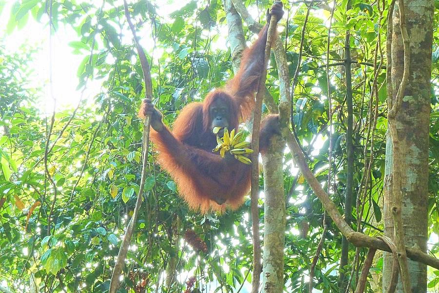 世界遺産グヌンレウセル国立公園のバナナを食べる野生オランウータンの写真@インドネシア観光