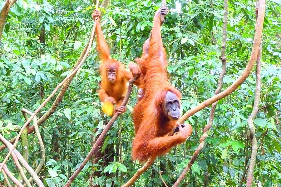 世界遺産グヌンレウセル国立公園の野生オランウータン親子の写真@インドネシア観光